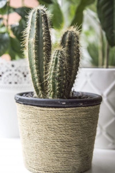 cactus columnar en maceta de plástico