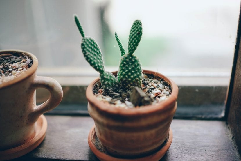 Opuntia en maceta