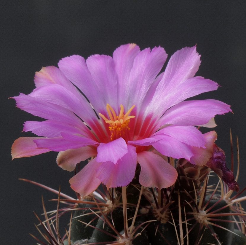Ejemplar de Thelocactus bicolor v. tanquecillos
