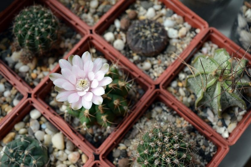 Colección de cactus