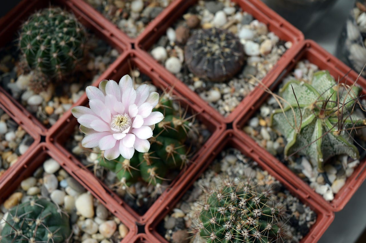 Cómo empezar una colección de cactus paso a paso