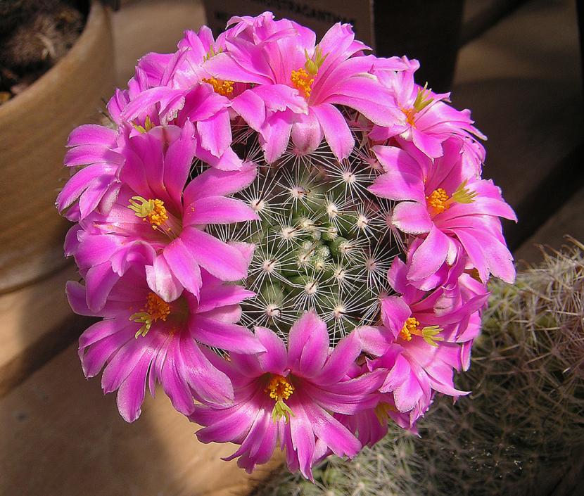 Mammillaria boolii