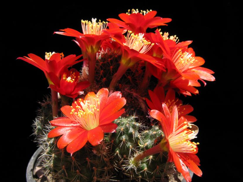 Rebutia nigricans