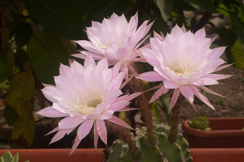 Echinopsis