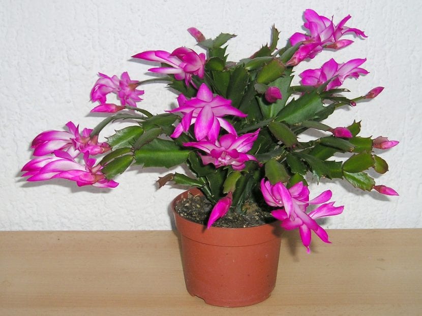 Cuida tu cactus de Navidad para que florezca