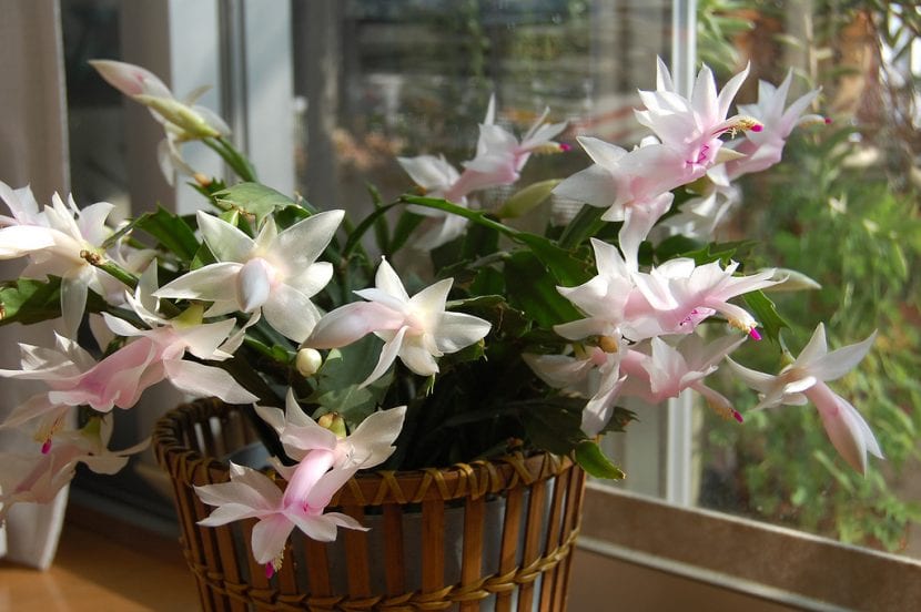 Schlumbergera truncata, el cactus de navidad