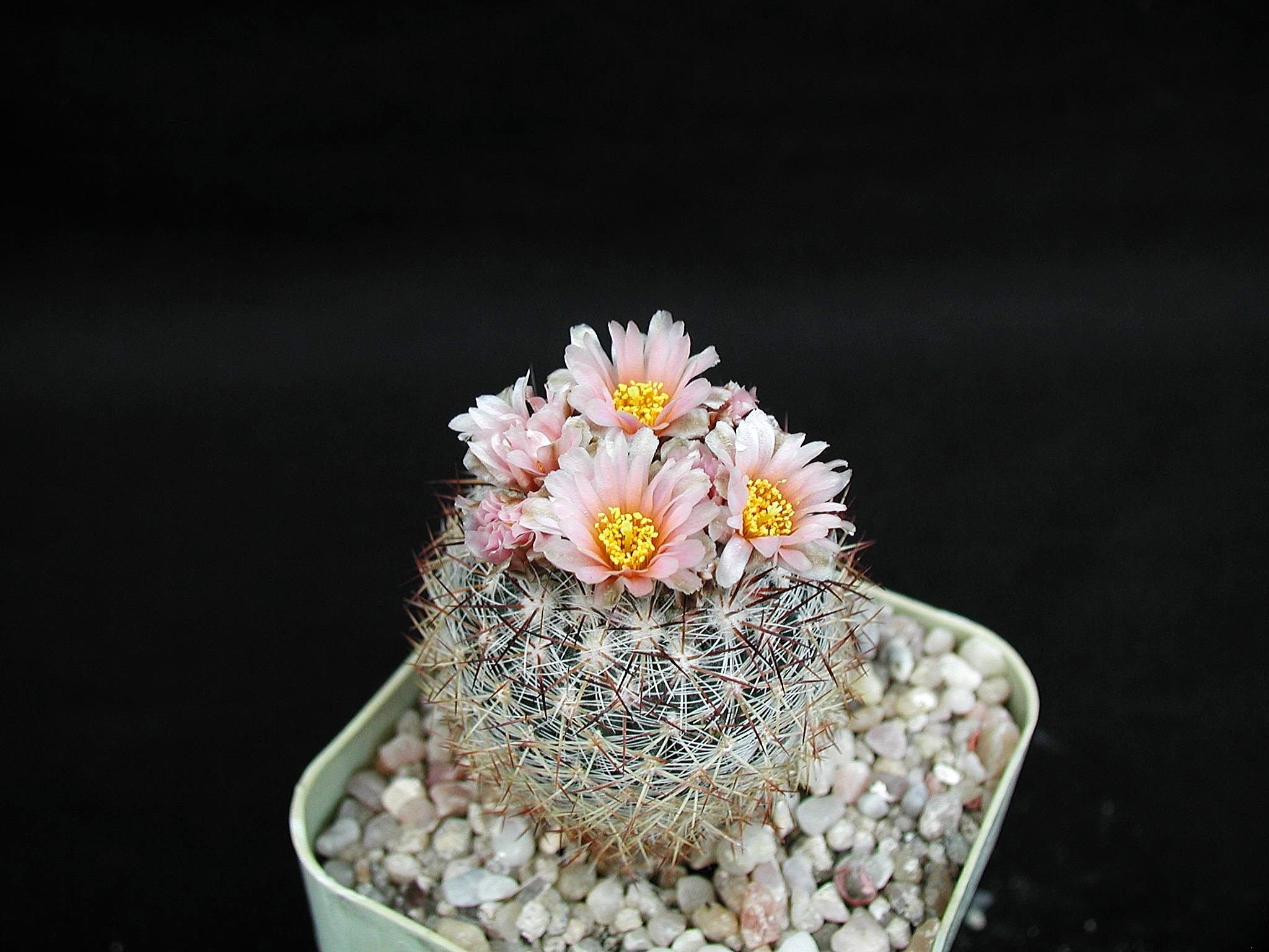 Consigue que tus cactus crezcan rápido con nuestros consejos