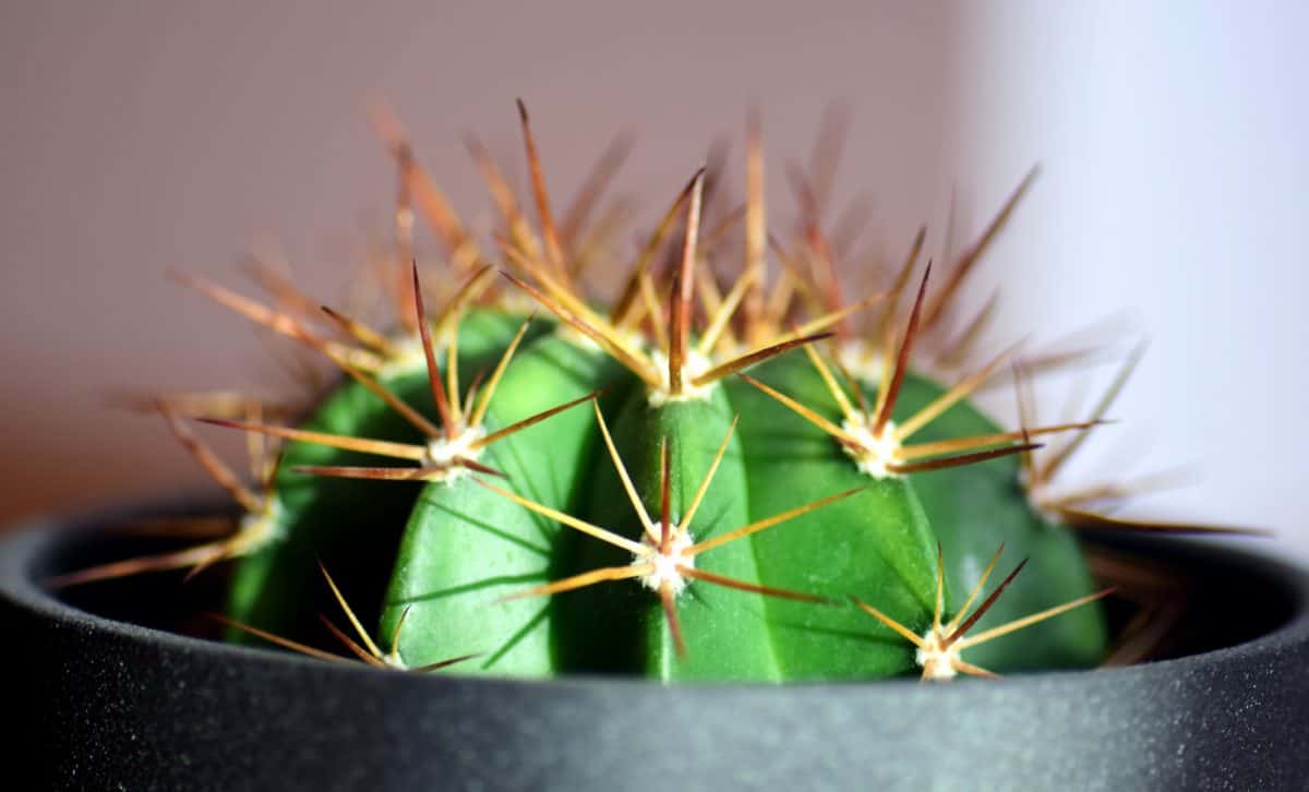 Los cactus en maceta se han de ir trasplantando cada cierto tiempo