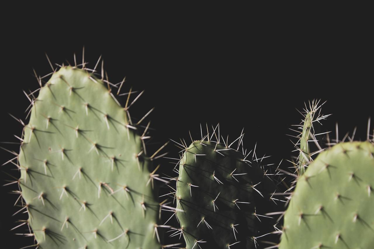 Las Opuntia son cactus de rápido crecimiento