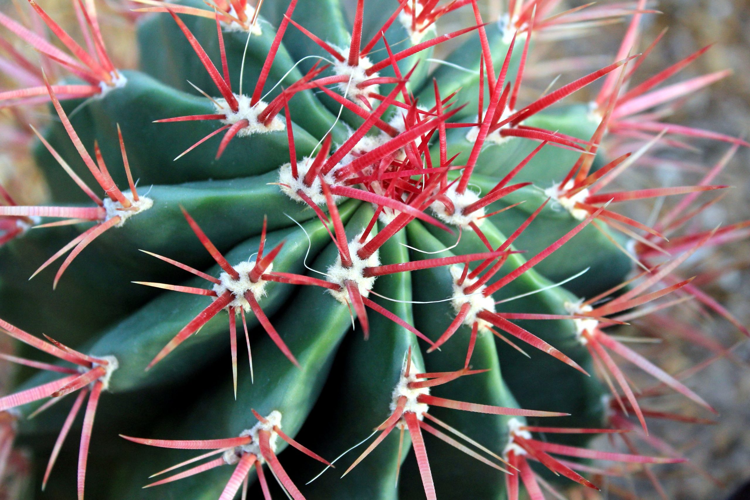 El Ferocactus es un cactus de tipo barril