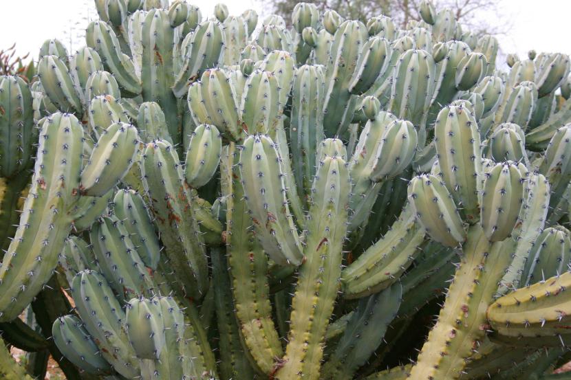 Myrtillocactus geometrizans