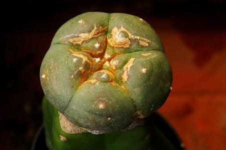 Cactus injertado sobre un patrón columnar con la unión ya soldada