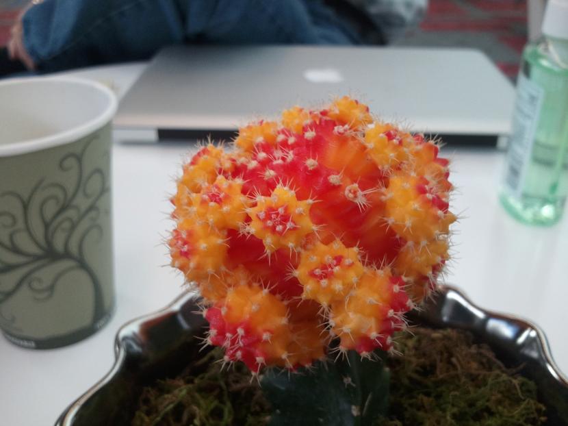 Injerto de cactus