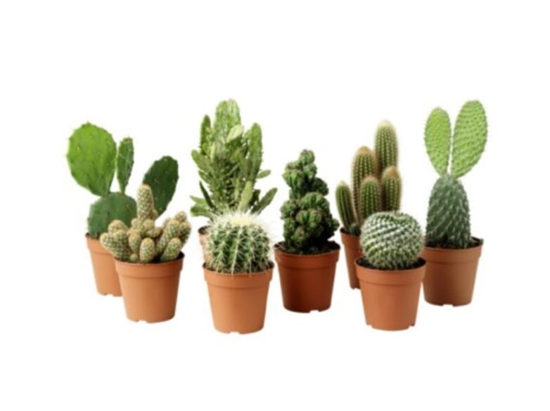 COMO REPRODUCIR CACTUS PASO A PASO