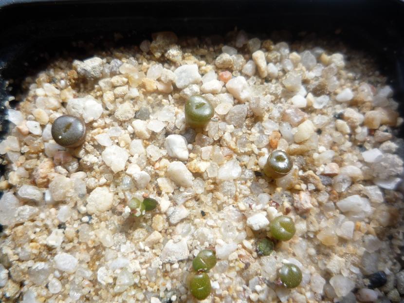 Semillero de lithops
