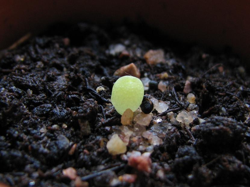 Cactus de dos semanas de edad