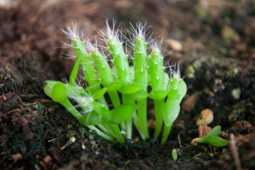 Cactus germinando