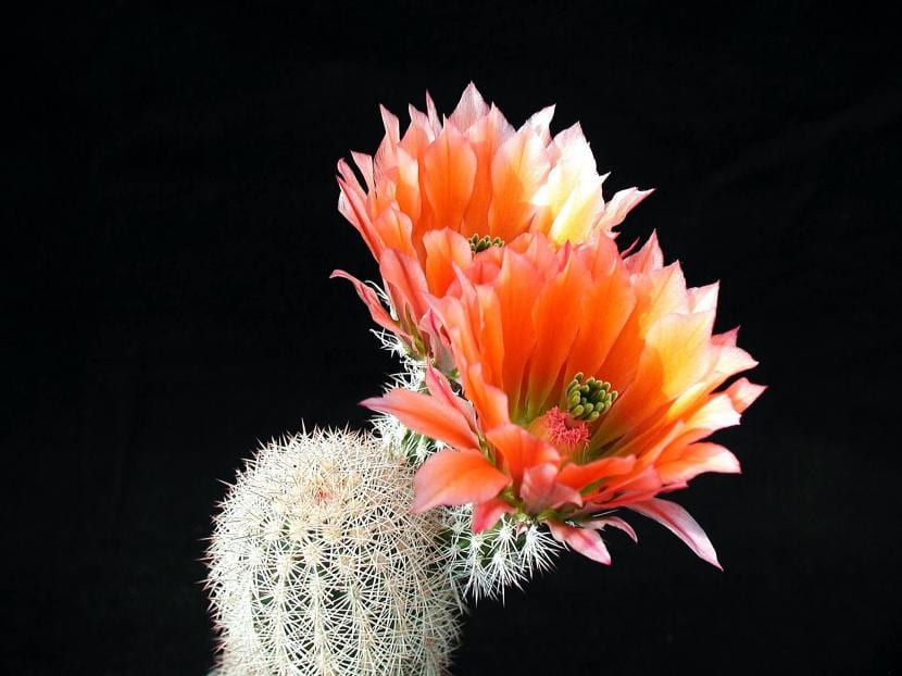 Cactus floreciendo