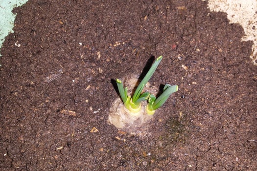 como reproducir un cactus