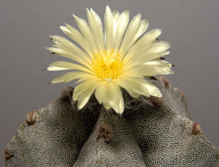 Astrophytum myriostigma en flor