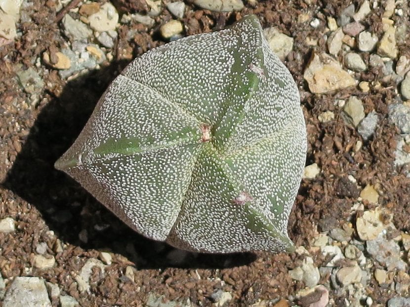 Ejemplar de Astrophytum myriostigma v. tricostatum