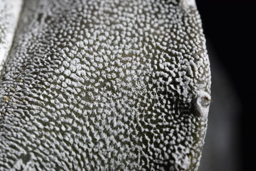 Foto en detalle del Astrophytum myriostigma