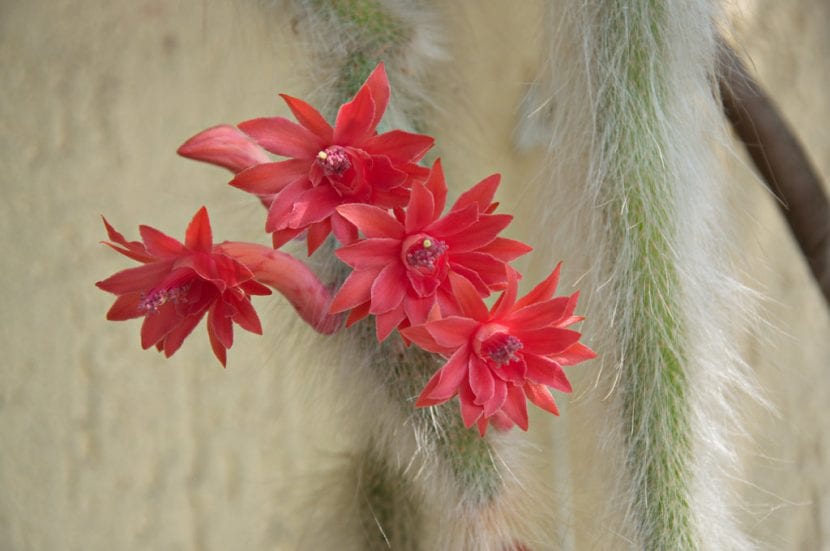 Cactus cola de mono con flores