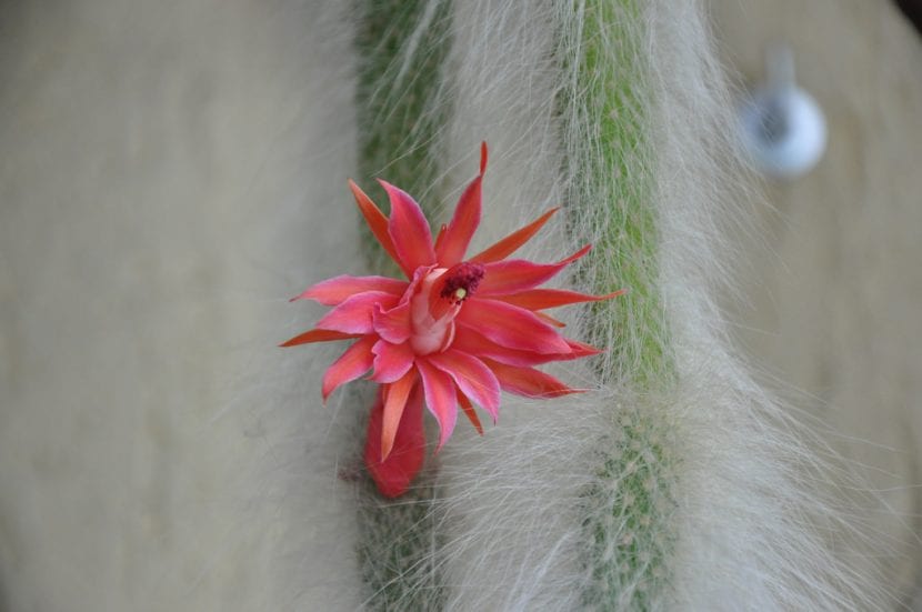 Cacctus cola de mono en flor