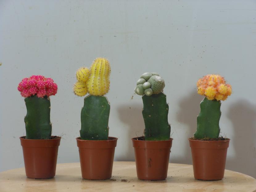 Cactus