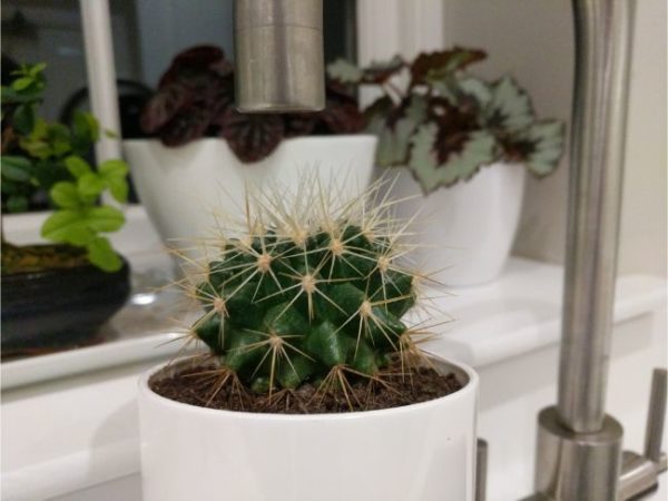 Con qué frecuencia regar cactus