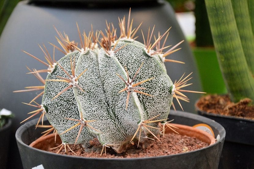 Cactus Astrophytum