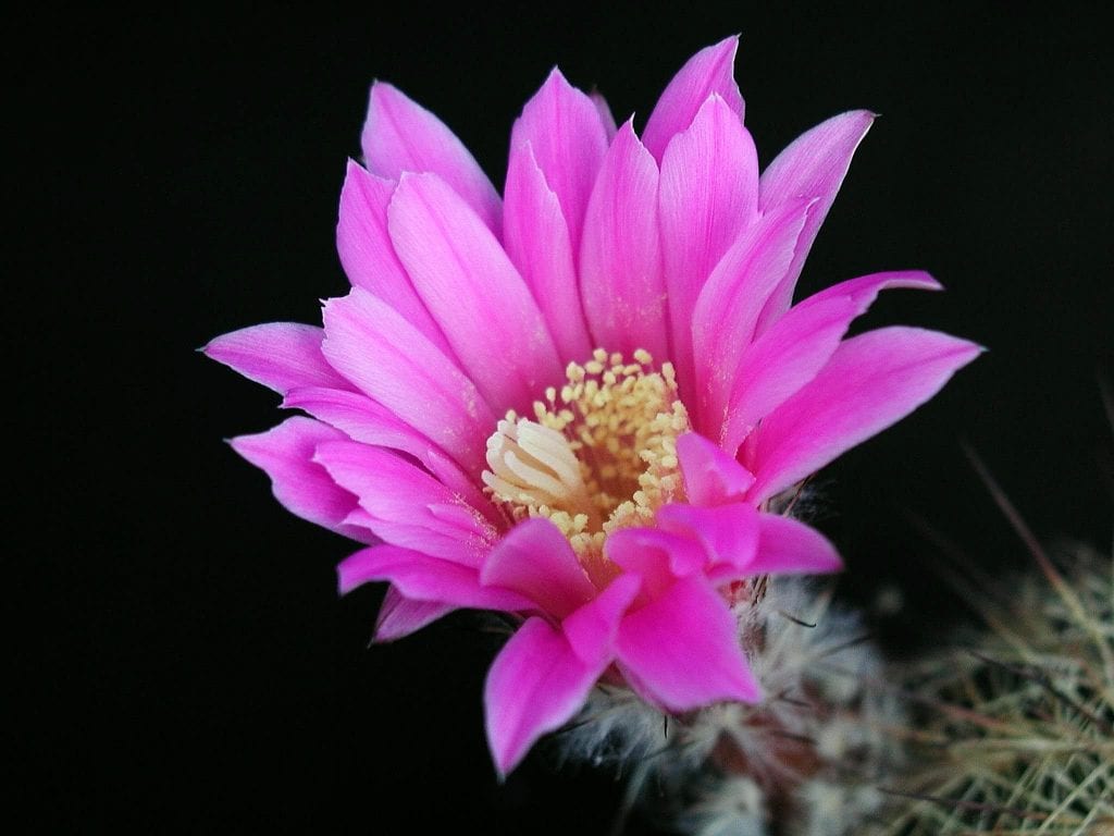 Cuándo comprar cactus y crasas: calendario y consejos