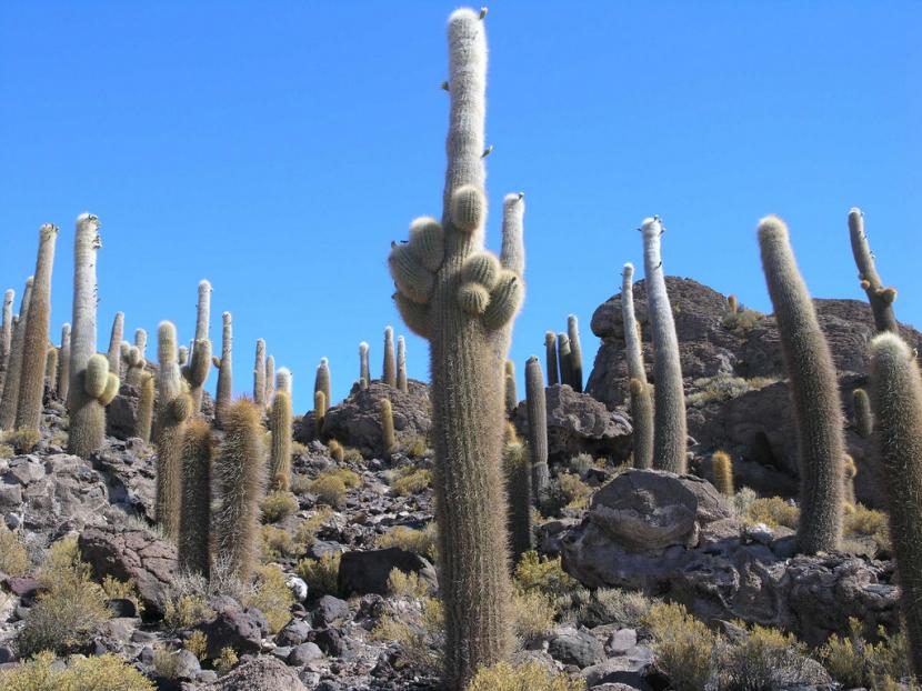 Cactus altos