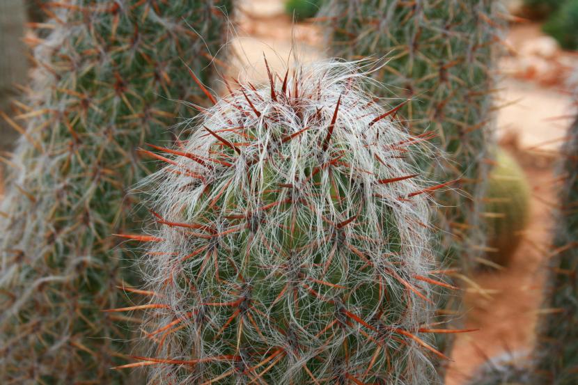 Oreocereus trolli
