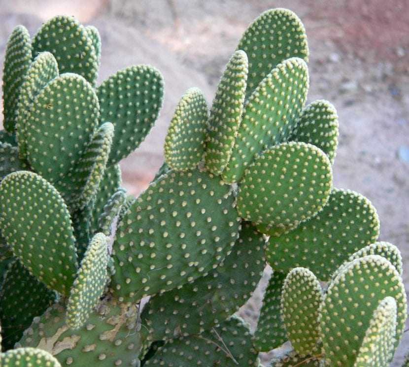Cactus de la especie Opuntia microdasys