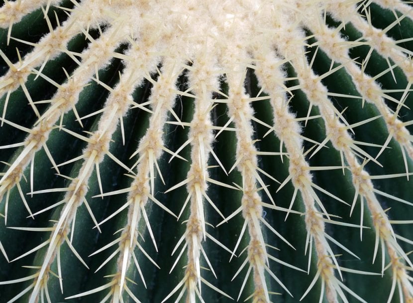 Cacctus de la especie Echinocactus grusonii
