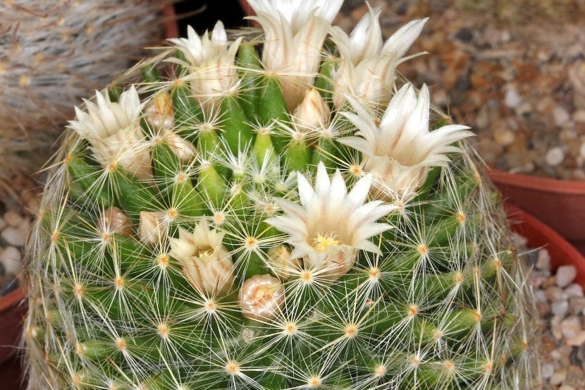 Ejemplar de Mammillaria schiedeana