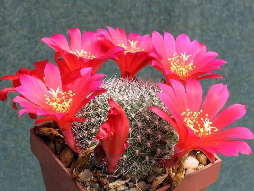 Ejemplar de Rebutia wessneriana en flor