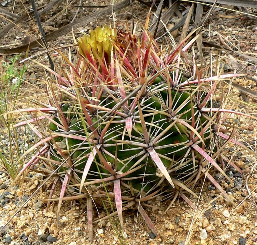 Cactus de Ferocactus viridescens