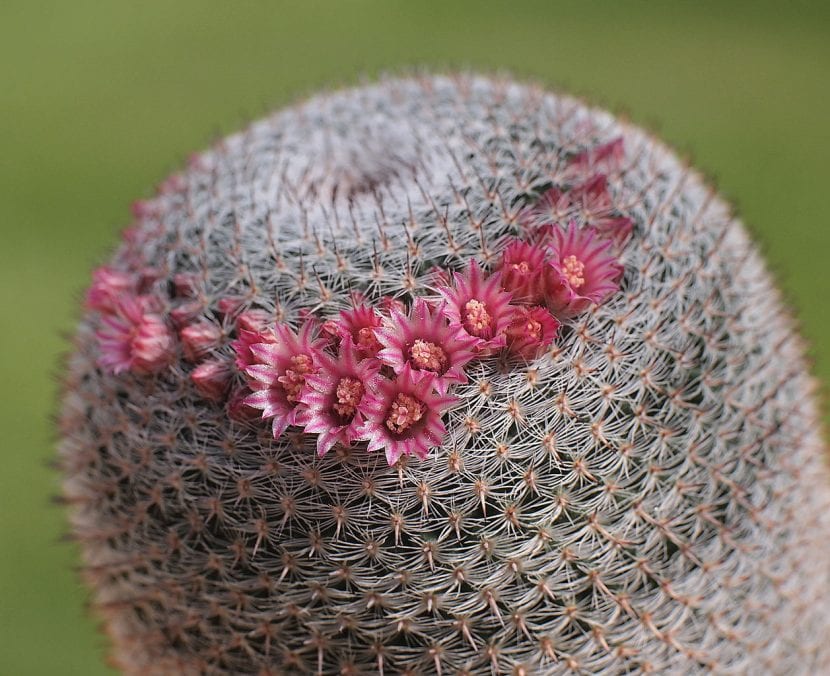 Cactus de Mammillaria pseudoperbella en flor