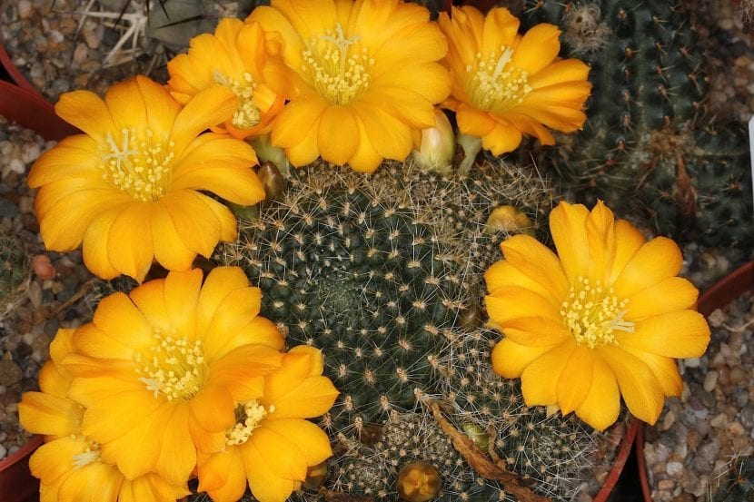 Rebutia marsoneri en flor, con las flores amarillas naciendo en la base del tallo