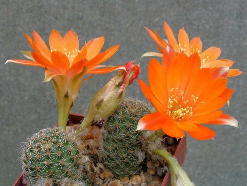 Ejemplar de Rebutia friedrichiana