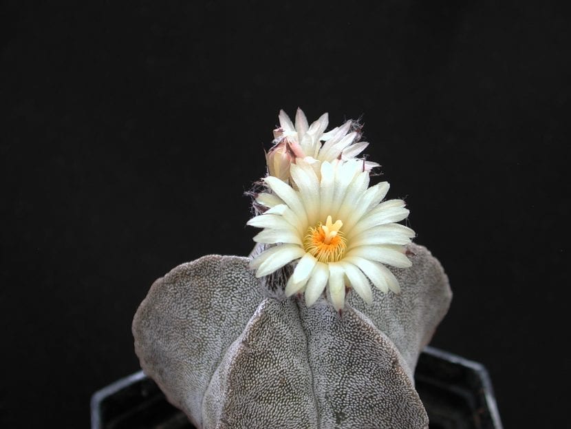 Ejemplar de Astrophytum myriostigma en flor