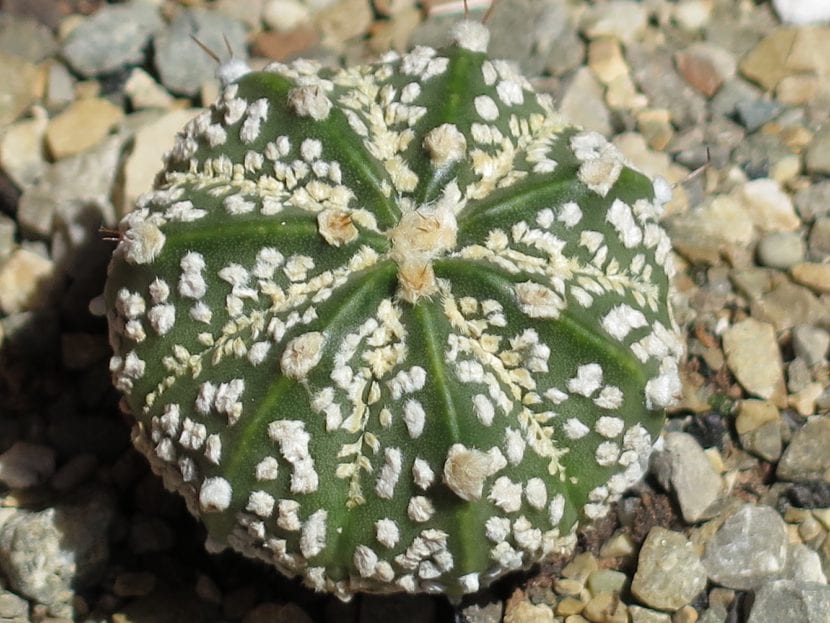 Ejemplar de Astrophytum asterias cv. Superkabuto