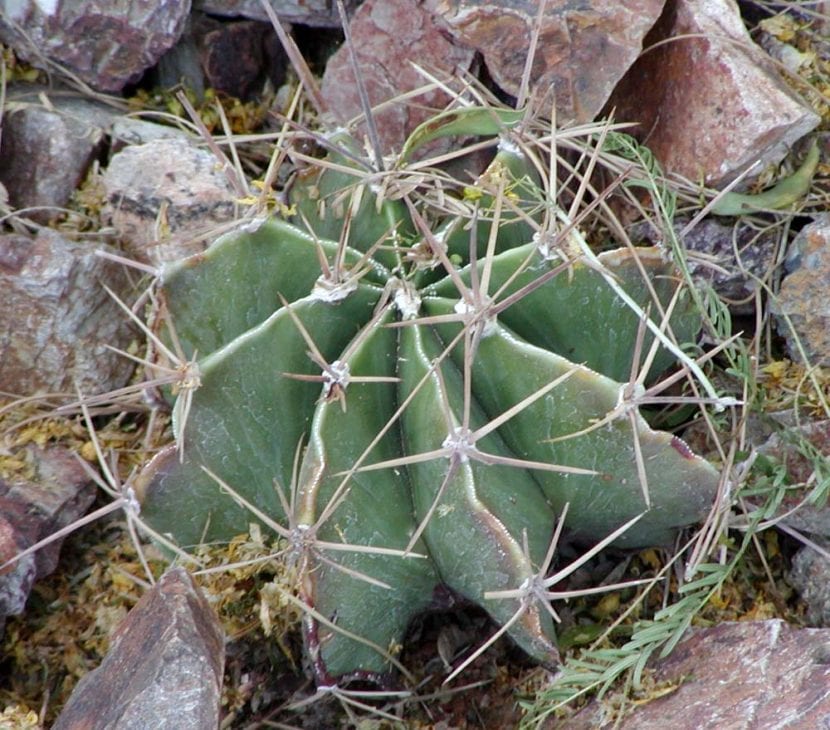 Ejemplar de Astrophytum ornatum