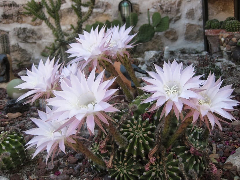 flores del cactus Echinopsis oxygona