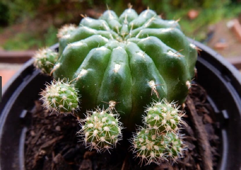 Echinopsis oxygona: cuidados, riego y floración