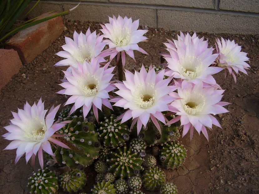 cuidados cactus Echinopsis oxygona