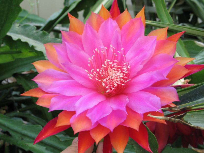 Epiphyllum
