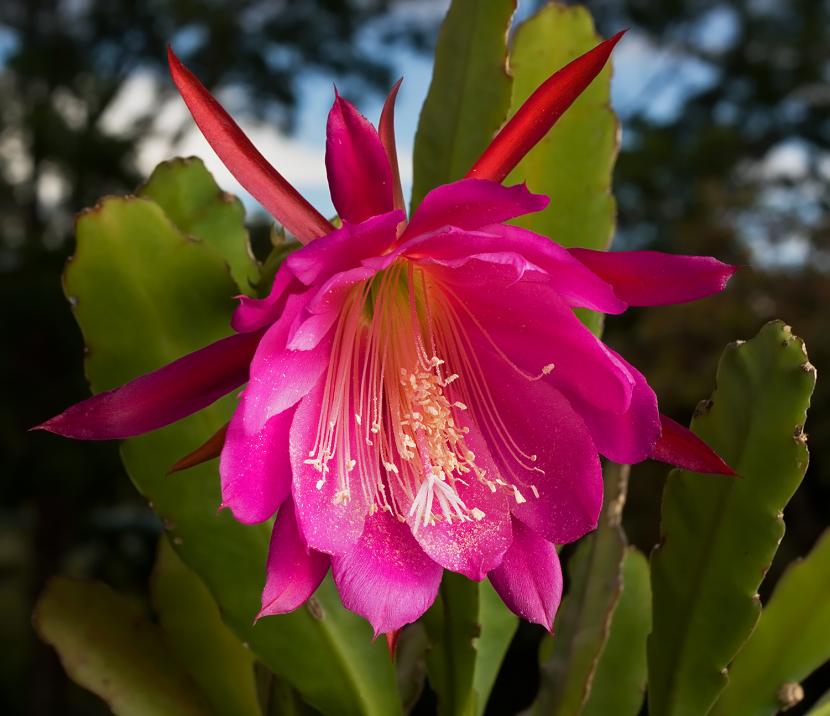 Epiphyllum Wendy